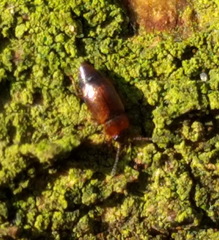 Anthobium atrocephalum
