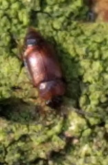 Anthobium atrocephalum