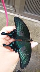 Papilio dehaanii