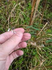 Vicia acutifolia