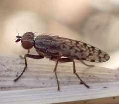 Pherbellia schoenherri
