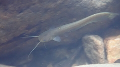 Pterocryptis anomala