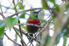 Cinnyris fuelleborni