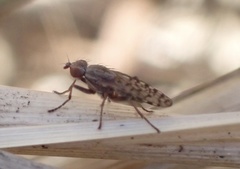 Pherbellia schoenherri