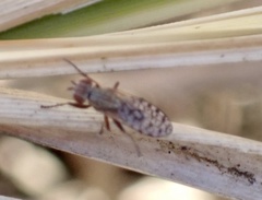 Pherbellia schoenherri