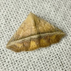 Eublemma crassiuscula