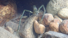 Macrobrachium formosense