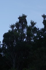 Euphorbia triangularis