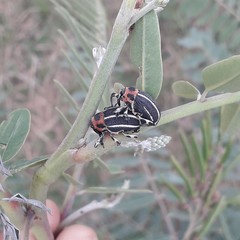 Neodiplogrammus quadrivittatus