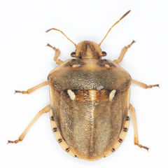 Derula flavoguttata