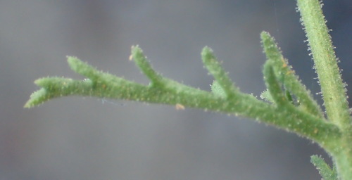 Image of Garuleum bipinnatum by (c) Nicola van Berkel, some rights reserved (CC BY-SA)