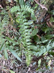 Polystichum hancockii