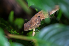 Rhampholeon platyceps