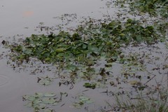 Nymphoides thunbergiana