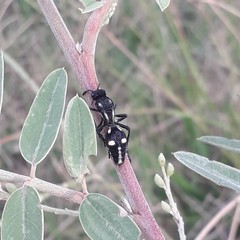 Traumatomutilla graphica