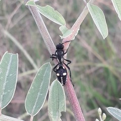 Traumatomutilla graphica