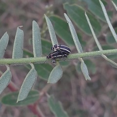 Eudiagogus episcopalis