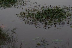 Nymphoides thunbergiana