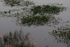 Nymphoides thunbergiana