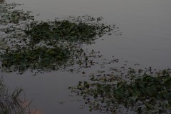 Nymphoides thunbergiana