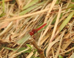 Crocothemis servilia