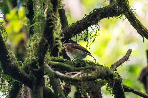 iNaturalist image