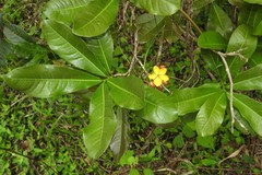Ochnaceae