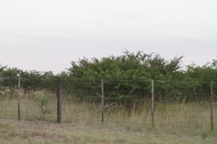 Vachellia karroo