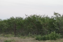 Vachellia karroo