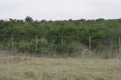 Vachellia karroo