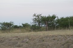 Vachellia karroo