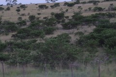 Vachellia karroo