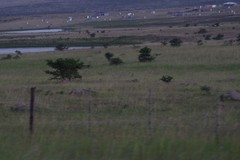 Vachellia karroo