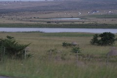 Vachellia karroo