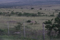 Vachellia karroo