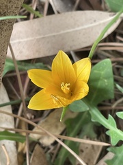 Romulea bulbocodium crocea