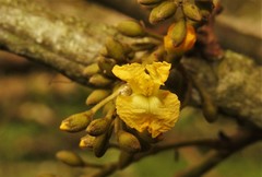 Pterocarpus