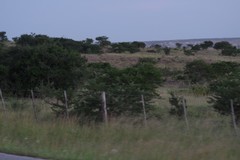 Vachellia karroo