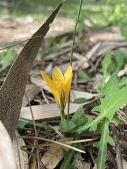 Romulea bulbocodium crocea