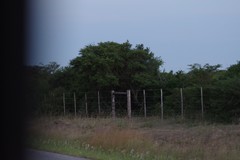 Vachellia karroo