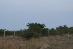 Vachellia karroo