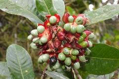 Ochnaceae