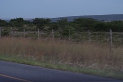 Vachellia karroo