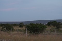 Vachellia karroo