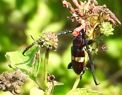 Lissonotus flavocinctus