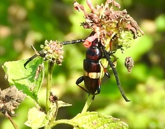 Lissonotus flavocinctus