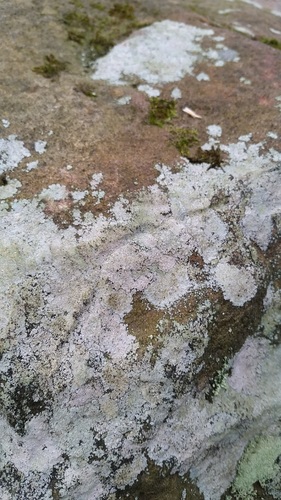 Trapelia placodioides image