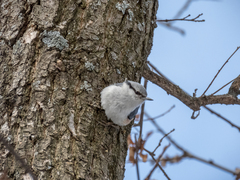 Sitta europaea europaea