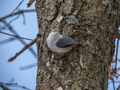 Sitta europaea europaea