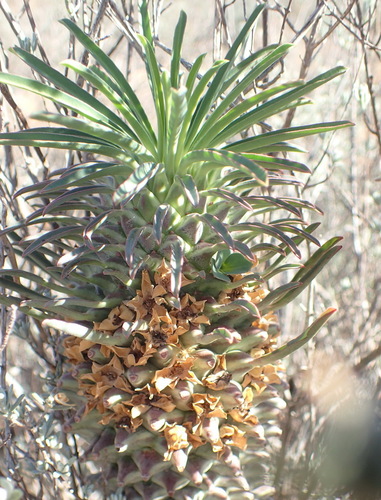 Image of Euphorbia clandestina by (c) Nicola van Berkel, some rights reserved (CC BY-SA)